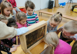 dziewczynki oglądają okienko z pszczołami