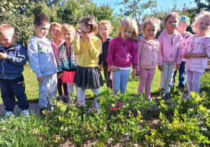 na działce przedszkolaki obserwują rosnący seler