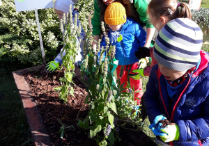 przedszkolaki z instruktorką sypią ziemię do skrzynek z roślinami w ogrodzie przedszkolnym