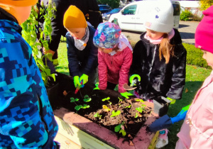 dzieci sypią łopatkami ziemię do skrzynki z sadzonkami truskawek w ogrodzie przedszkolnym