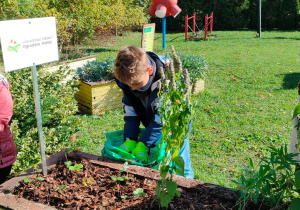 dzieci sypią ziemię do skrzynki z sadzonkami truskawek w ogrodzie przedszkolnym