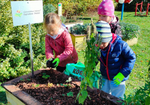 przedszkolaki sypią ziemię do skrzynki w ogrodzie przedszkolnym