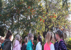 dzieci stoją pod jarzębinami i obserwują drzewo i jego owoce