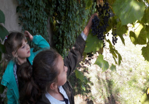 dziewczynki znalazły pnącza ciemnego winogrona w ogrodzie