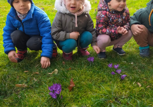 dzieci kucają i przyglądają się fioletowym krokusom rosnącym na trawie