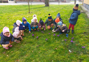 dzieci kucają w kręgu i przyglądają się fioletowym krokusom rosnącym na trawie