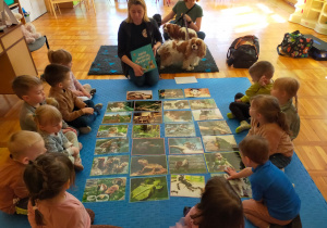przedszkolaki oglądają zdjęcia zwierząt rozłożone na dywanie