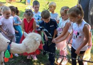 dzieci karmią alpaki gałązkami wierzby