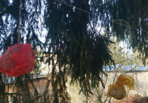 kule tłuszczowe w kolorowych siatkach wiszą na lince zawieszonej pod drzewem