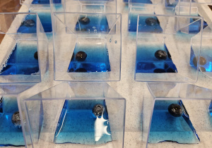 borówki w niebieskiej galaretce