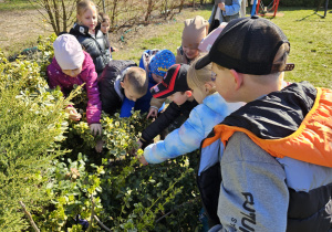dzieci szukają koszykach w krzewach